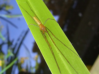 Tetragnatha extensa