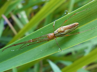 Tetragnatha extensa