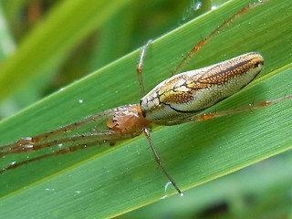 Tetragnatha extensa