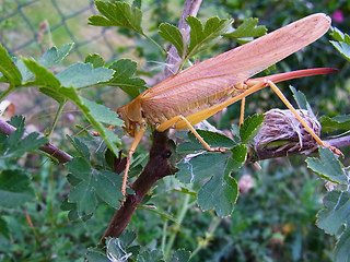 Tettigonia viridissima