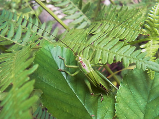 Tettigonia viridissima