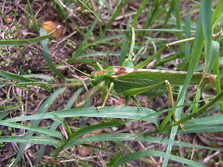 Tettigonia viridissima