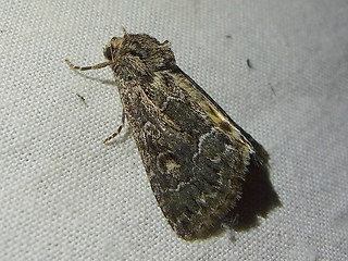 Thalpophila matura