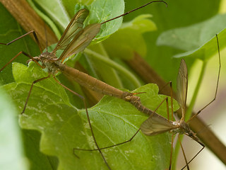 Tipula oleracea