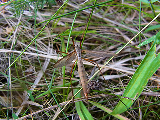 Tipula paludosa