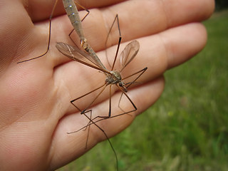 Tipula paludosa