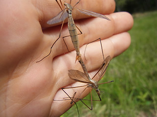 Tipula paludosa