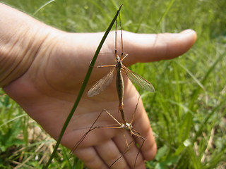 Tipula paludosa