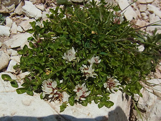 Trifolium thalii