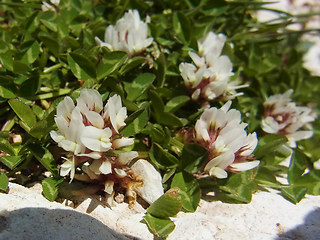 Trifolium thalii