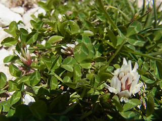 Trifolium thalii