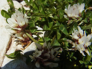 Trifolium thalii