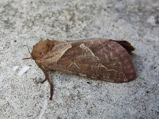 Triodia sylvina