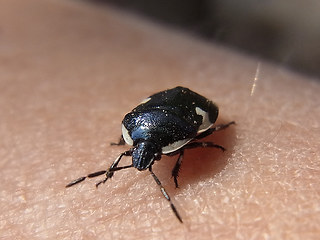 Tritomegas sexmaculatus