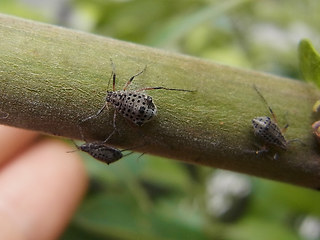 Tuberolachnus salignus