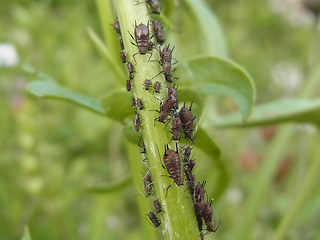 Uroleucon jaceae