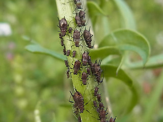 Uroleucon jaceae