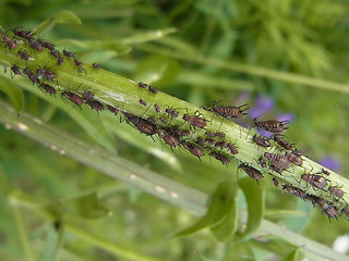 Uroleucon jaceae