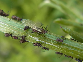 Uroleucon jaceae