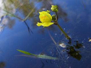 Utricularia neglecta