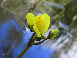 Utricularia neglecta