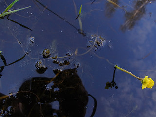 Utricularia neglecta