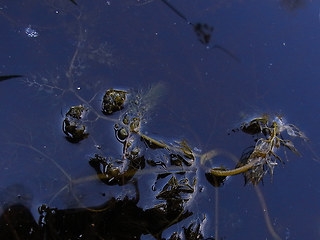 Utricularia neglecta