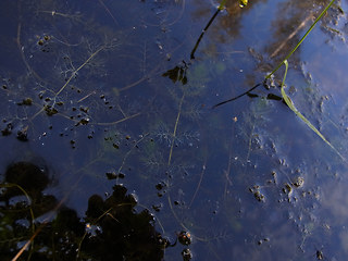 Utricularia neglecta