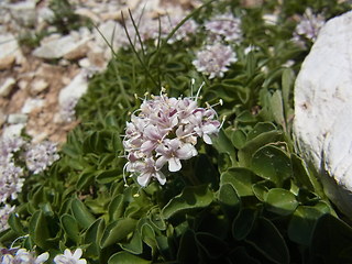 Valeriana saliunca