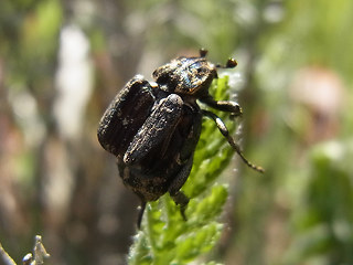 Valgus hemipterus