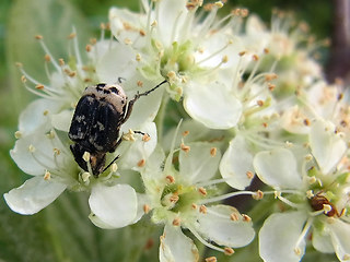 Valgus hemipterus·