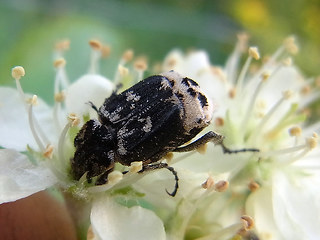 Valgus hemipterus·