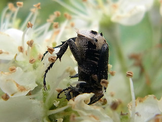 Valgus hemipterus·