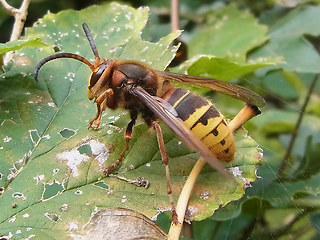 Vespa crabro