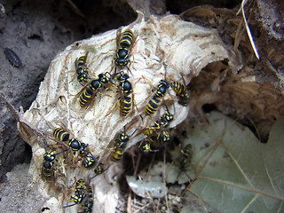 Vespula vulgaris