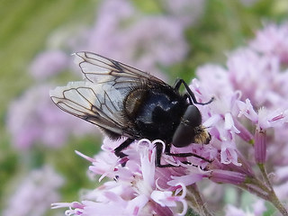 Volucella bombylans