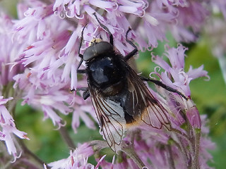 Volucella bombylans