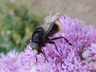 Volucella bombylans