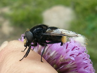 Volucella bombylans