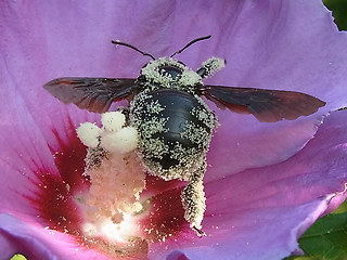 Xylocopa violacea