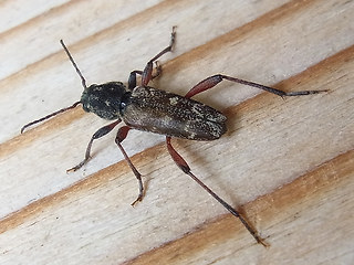 Xylotrechus rusticus