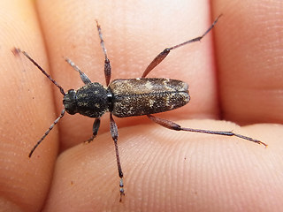 Xylotrechus rusticus