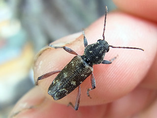 Xylotrechus rusticus