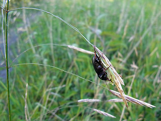 Zabrus tenebrioides