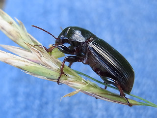 Zabrus tenebrioides