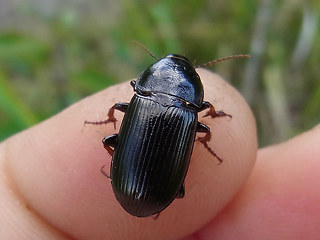 Zabrus tenebrioides