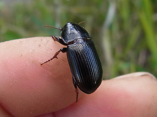 Zabrus tenebrioides