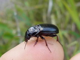 Zabrus tenebrioides