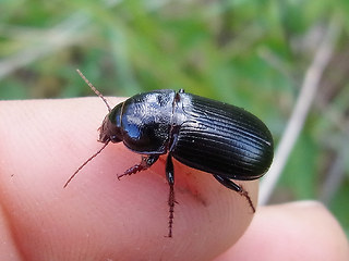 Zabrus tenebrioides