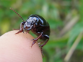 Zabrus tenebrioides